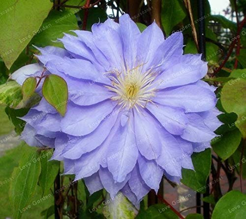 Neue 2-teilige SEMI-Clematis fiori-Lampe für den schönen blauen Garten