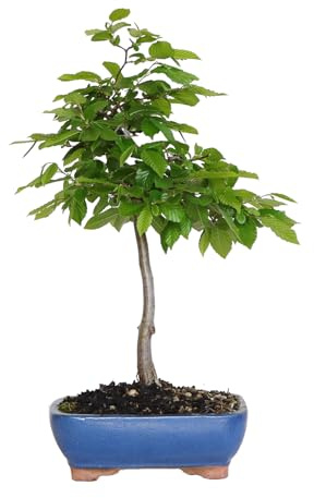 KENTIS - Hainbuche Bonsai - Carpinus Betulus - Echte Zierpflanzen Für Draußen - Garten Balkon Terrasse - H 40/50 Ø 21 cm