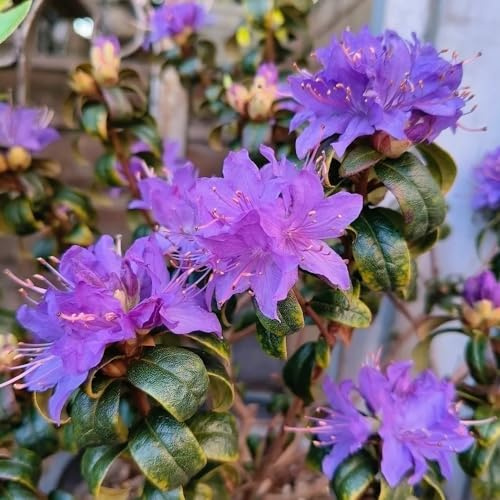 Semi di rododendro e azalea - da balcone estivi giardino di arbusti semi selvatici vecchie varietà raro resistenti arbusti ornamentali 280pcs