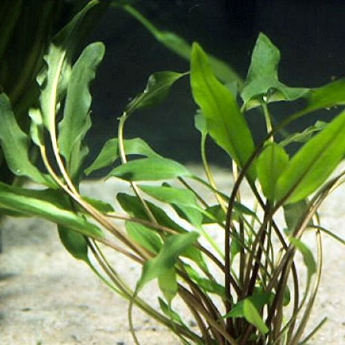 Cryptocoryne Walkeri Lutea – 1 Strauß – lebende Aquarienpflanze