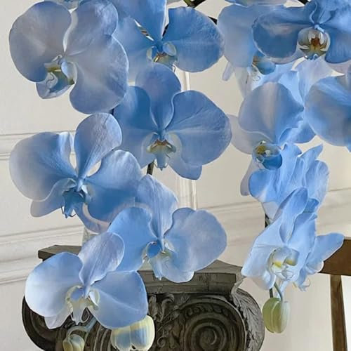 semillas de orquídea phalaenopsis - resistentes balcón perennes jardín orgánicas 350pcs