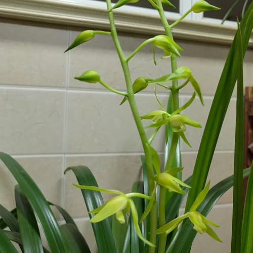 semi di orchidee, perenni giardino decorativo balcone 550pcs