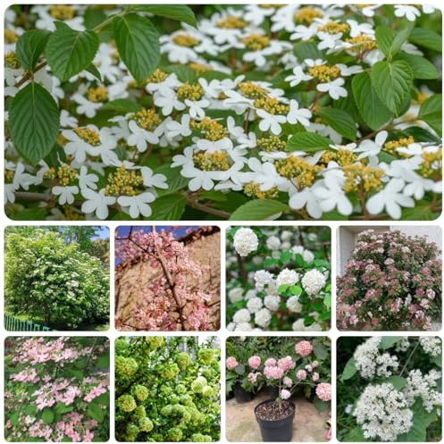 semi resistenti di palla di neve per giardino, siepi e arbusti palla di neve invernale da giardino, arbusti resistenti alla ornamentali, 75pcs