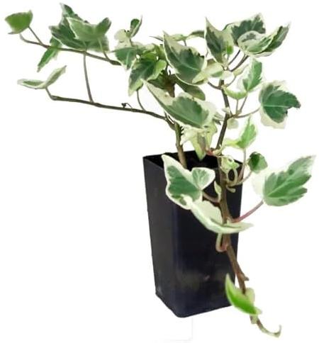 DECOALIVE Planta de Interior Natural Hiedra Variegata Planta Viva