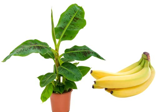 Real Live Banana Tree Musa Tropicana - Banana Plant 12cm Pot 30-40cm Tall