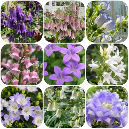 Semi di campanula, semi di selvatici balcone come bomboniera decorazioni giardino per esterni per i luoghi soleggiati resistenti giardini rocciosi 900pcs