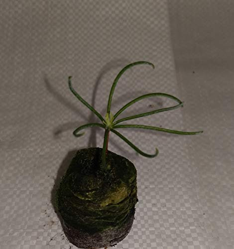 Portal Cool Corkbark Abete, Abies lasiocarpa Arizonica, conifera Albero, Piantina di semenzaio, Spina Delle Piante