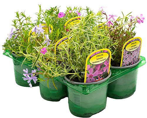Phlox Plants Hardy Perennial Mix with Long Flowering Period Variety of Colours Fragrant Flowers Attracts Pollinators Perfect for UK Gardens (6 Plants)