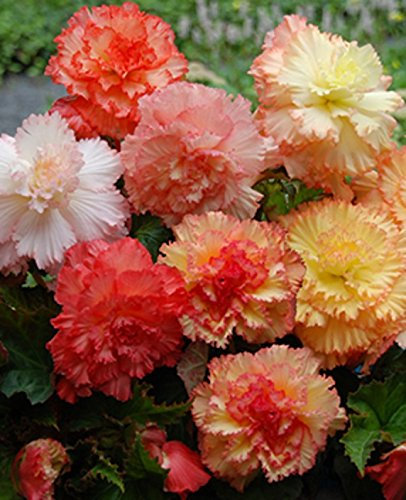Pack x3 Begonia 'Samba Mixed' WPC Prins Quality Bulbs/Tubers