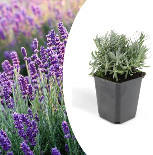 Lavanda Lavandula angustifolia officinalis 6 piante in vaso ø9 cm Vivaio di Castelletto
