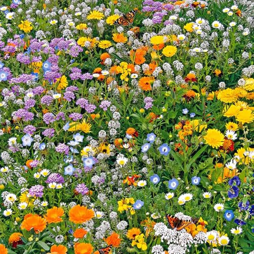 Rockery Mixture Seeds – Quick & Easy to Sow – A Superb Mixture of Low-Growing Plants – for Your Beautiful Garden