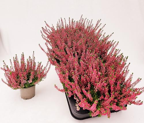 POWERS TO FLOWERS - ERICA CALLUNA, ERICA ROSSA, VASO 9,5 CM DIAMETRO, 5 PIANTE, piante vere