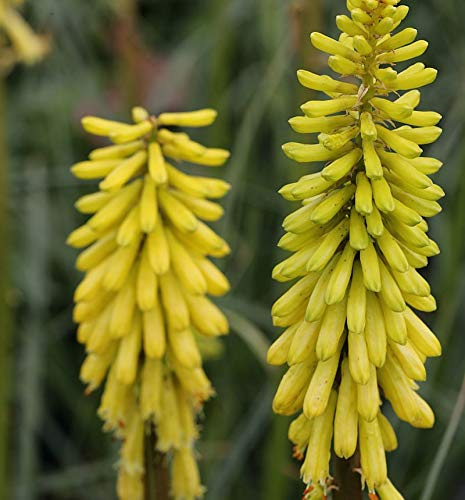 Fackellilie Lemon Popsicle - Kniphofia uvaria - lebende Gartenpflanze aus den Baumschulen