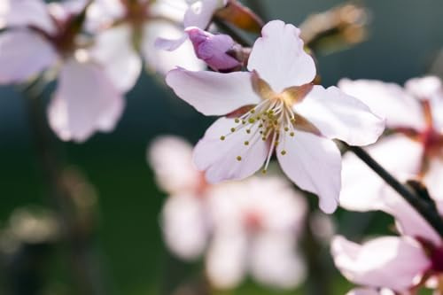 Kurilenkirsche Prunus kurilensis Ruby 80-100 cm winterhart | Robuste Zierkirsche, dekorative Bluete, sonniger bis halbschattiger Standort, ideal fuer Garten und Vorgarten