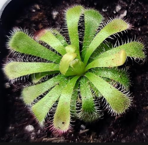 Drosera Aliciae Sundew Plant - Alice's Sundew - Carnivorous Plant - 8.5cm Pot