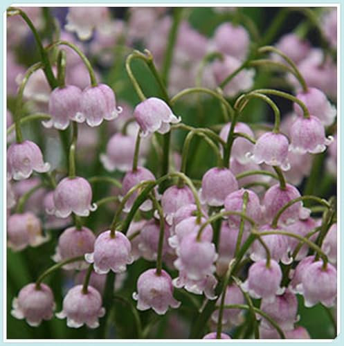 Natural Organic/Excellent Display/Lily of The Valley Bulbs for Planting/Wedding Flowers/Good for Containers -15 Bulbs-A