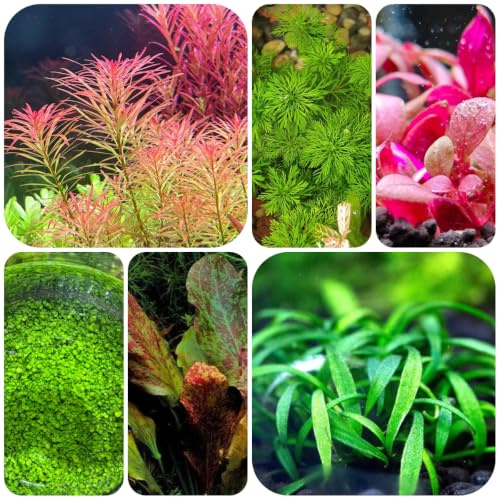 wassersamen, aquarium - kübelpflanzen aquarienpflanzen 200pcs