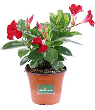 pianta di Dipladenia pianta da fiore di dipladenia da balcone pianta da fiore vera pianta in vaso di dipladenia venduta da eGarden.store (Rosso)