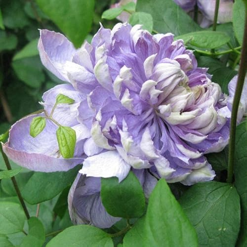 25 Blue Lights Clematis Seeds Bloom Climbing Perennial Flowers Seed Flower Vine Climbing Perennial
