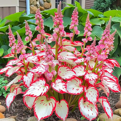 Hostas Bulbs UK,Potted-Plants-Rhizome,Hosta Plants for Garden,Excellent Display-3bulbs-H