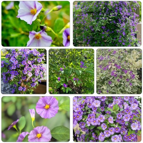 Solanum Rantonnetii - decorazioni giardino per esterni serre balcone ufficio estate decorazione semi giardino semi selvatico 250pcs