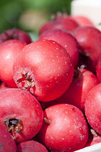 Albero di Azzeruolo pianta di Azzeruolo Età 2 anni Pianta da frutto di Azzeruoli in vaso pianta vera di Azzeruolo venduta da eGarden.store (Rosso)