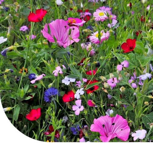 Mélange de fleurs d'été | 50 g pour 25 m² | Fleurs de Jardin | Graines de prairie pour les abeilles et les papillons | Riches en nectar | Annuelles et vivaces | Set riche en variété