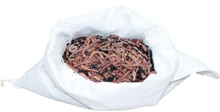 SUPERWURM 0,5 kg stor (ca 315 st.) Stora rödmaskar – dendrobena, fiskmaskar, fodermaskar, regnmaskar, maskar, jätterödmaskar, fiskedrag, levande bete, maskbondgård, maskodling