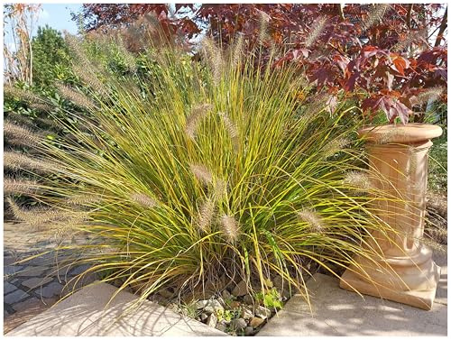 Stauden Gänge 1 x Pennisetum alopecuroides 'Compressum' Lampenputzergras | Mittelhohes Ziergras für Sonne bis Halbschatten, Blüte August bis September, mehrjährig, 1 L Topf (11x11 cm)