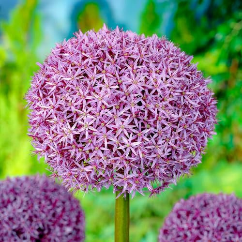 Dutch Bulbs Allium lökar Super Bowl (paket med 5 lökar), gigantisk prydnadslök Giganteum, perenn, tåliga Blomsterlökar från Holland för trädgård, kruka (stora lökar, inga fröer, inte konstgjorda)