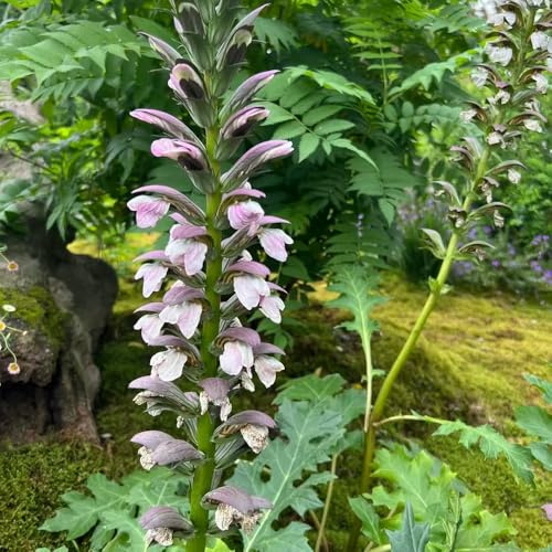 Semi di acanto, decorazione da giardino per esterni Acanto ilicifolius, esotiche regali per gli amanti del giardino arbusti ti resistenti arbusti il semi di 50pcs