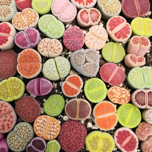 20 piezas semillas de lithops jardín resistente al invierno balcón abeja suculentas interior