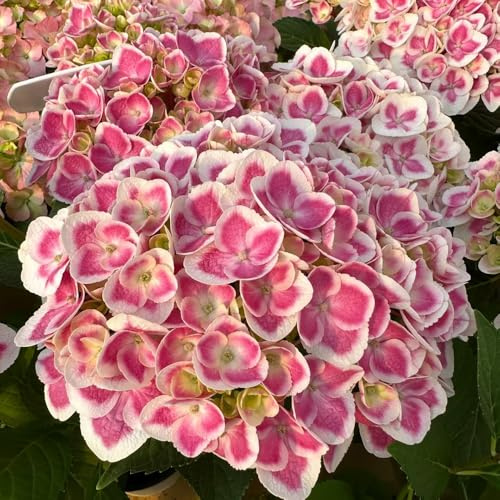 comprar semillas de hortensia, Siembra otoñal de para lugares soleados otoño resistentes raras orgánicas decoración exterior 85pcs