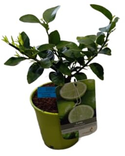 Árbol de Lima Natural Frutal de 1m de Altura en Maceta de 17cm Ideal para el Huerto y el Jardín
