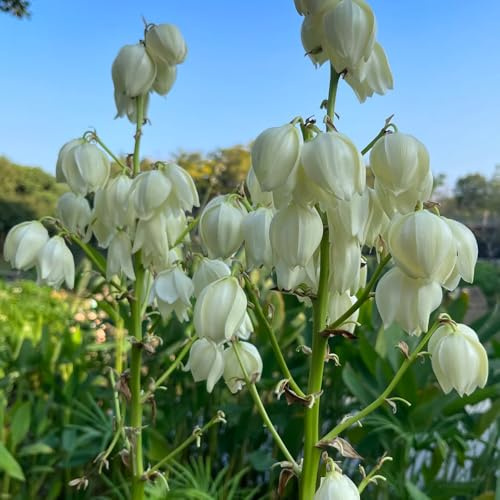 Semi di Yucca Filamentosa, esotiche semi di da balcone decorazione da giardino per esterni per giardino biologici 80pcs