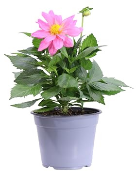 Pianta di Dahlia Pianta di Dalia pianta da esterno pianta da fiore varie colorazioni pianta ornamentale di Dalia pianta vera di Dahlia venduta da eGarden.store (Rosa)