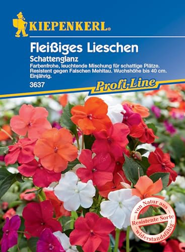 Kiepenkerl Profi-Line Fleißiges Lieschen Samen Schattenglanz, F1, 3637 - Farbenfrohe, leuchtende Mischung - Resistent - Blumensamen, Wildblumensamen, Saatgut