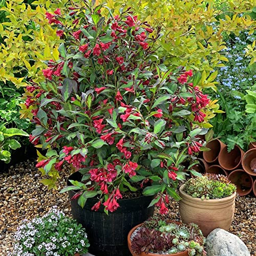 Weigela Plants ‘Camouflage’ Deciduous Hardy Shrub Spring Flowering Red Blooms Black and Green Two-Tone Foliage Easy to Grow Your Own Garden Shrubs 3 x 9cm Potted Plants By Thompson & Morgan