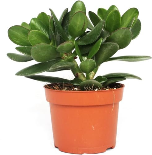 pcmoviles Arbol de Jade: Grassula Ovata en maceta de 8.5cm. Descubre el placer de tener una planta que no solo embellece, sino que purifica tu hogar