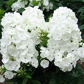 Phlox-Blumensamen 100Pcs; Farbe 2 : Seeds Only
