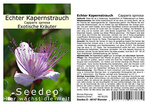 Seedeo Echter Kapernstrauch (Capparis spinosa) 50 Samen