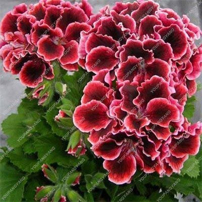 Freschi 50pcs Semi Geranio Fiori per Piantare Rojo