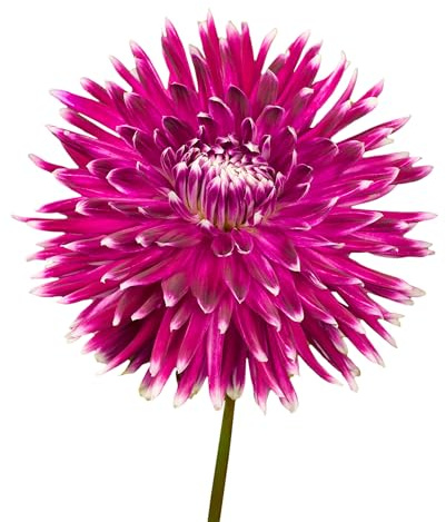 Bulbes de Dahlias 7 x 'Vancouver' - The Bulb Farmers - Été - Cultivé aux Pays-Bas -Bulbes de Dahlias -Bulbes à fleurs