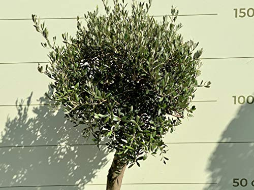 Tropictrees OLEA EUROPEA Boule d'olivier avec tronc lisse, piège de tronc 20-30 cm
