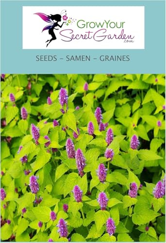 Agastache Golden Jubilee, vivace