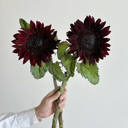 girasoli perenni resistenti, di decorazione lunga girasoli estivo balcone con letti elevati giardino interno tagliati semi 200pcs