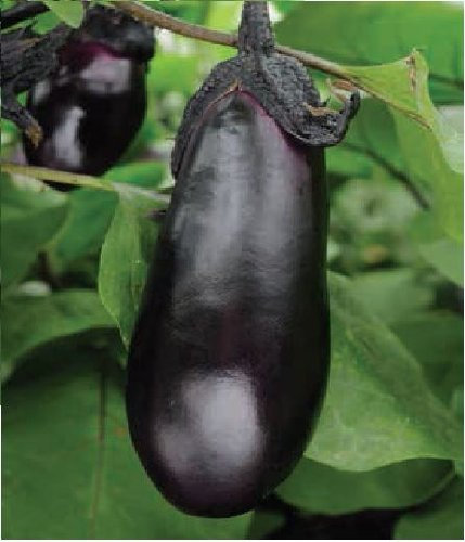 Just Seed - Aubergine - Moneymaker F1-15 Seed