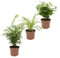 Dominik Blumen und Pflanzen, Indoor-Trio - Kaffee-Pflanze Coffea arabica, Grünlilie Chlorophytum comosum und Zimmerpalme Chamaedorea, Zimmerpflanzen, Kübelpflanzen