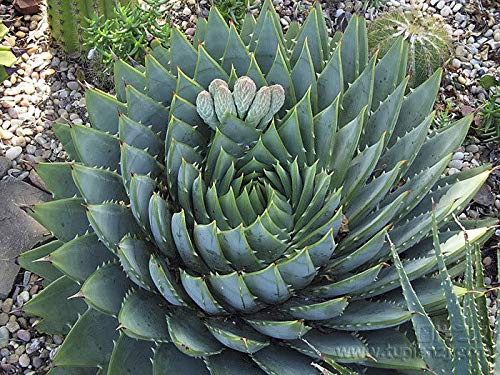 Portal Cool 5Pcs Spirale Aloe Semi Polyphylla pianta del Cactus Succulente Garden Park Decor Hot