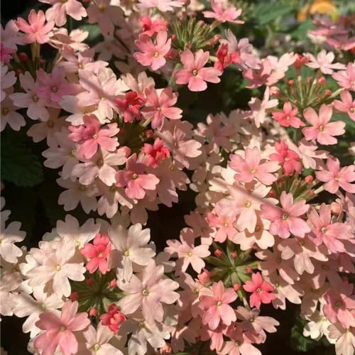 verbena híbrida jardín sombra exóticas silvestres en el 70semillas